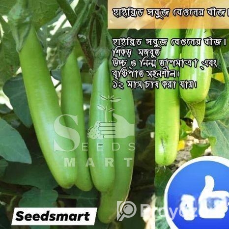 থাই সবুজ লম্বা বেগুন