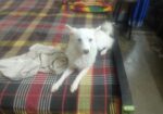 Japanese Spitz
