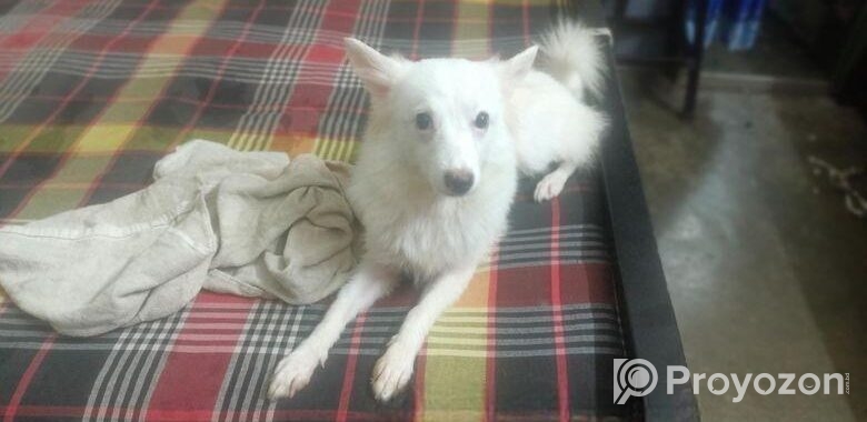Japanese Spitz