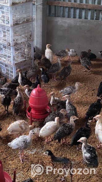 ১ মাস বয়সের টার্কি মুরগির বাচ্চা বিক্রি করা হব