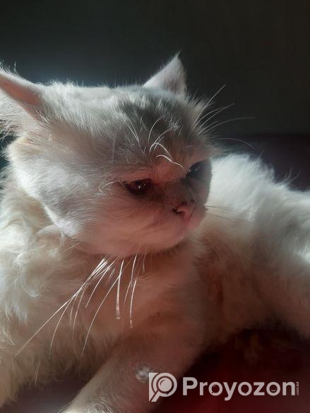 Traditional Doll Face pursian ( MALE.)