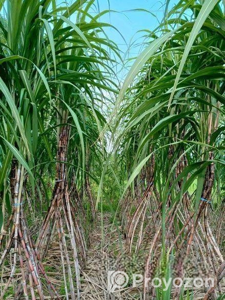 খাঁটি আখের গুড় (নূর ফুড প্রডাক্টস)