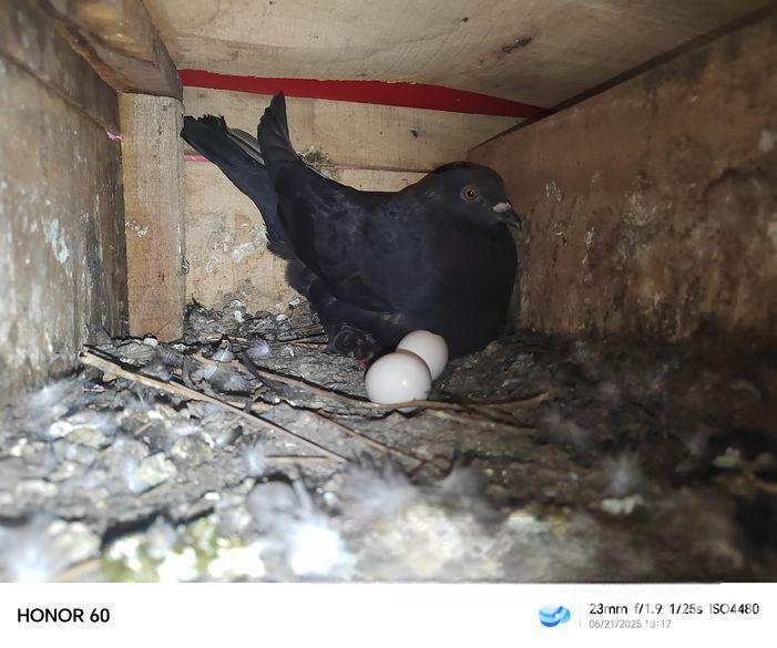 শখের কবুতর বিক্রি করে দিব সময় দিতে পারি না তাই