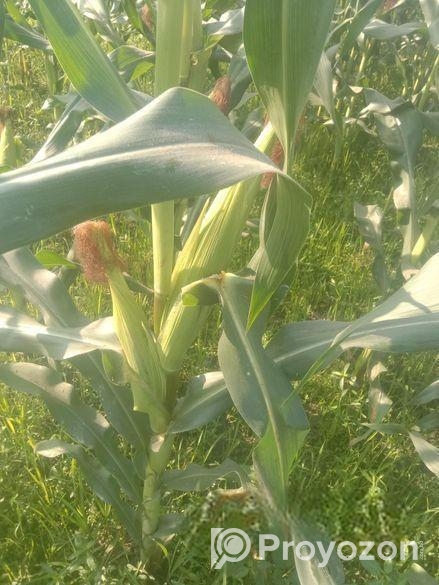 ভুট্টা বিক্রি করা হবে