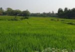 পূর্ব দেবীপুর (মাইজদী), নোয়াখালীতে একটি বড় জমি বিক