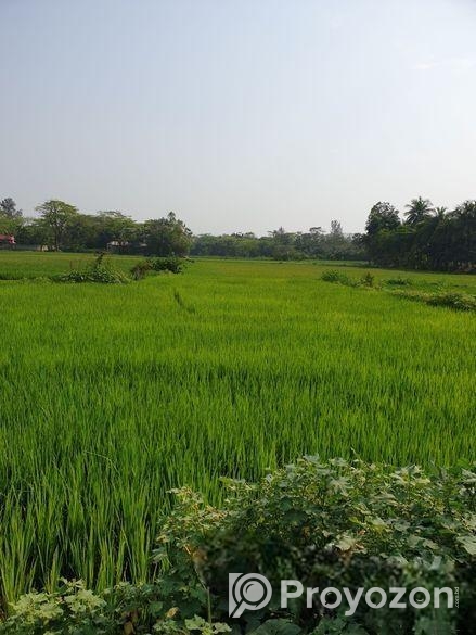 পূর্ব দেবীপুর (মাইজদী), নোয়াখালীতে একটি বড় জমি বিক