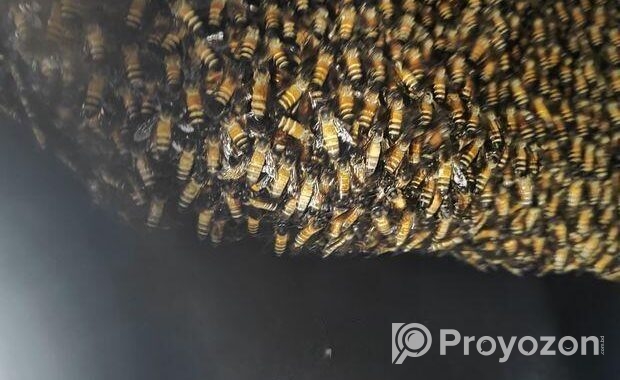 চাকের মধু Honeycomb