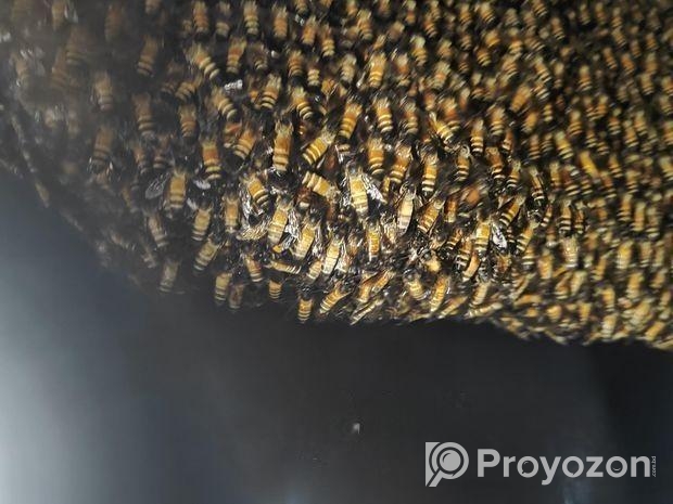 চাকের মধু Honeycomb