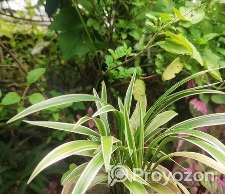 স্পাইডার প্ল্যান্ট