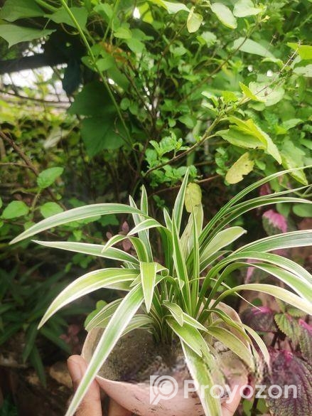 স্পাইডার প্ল্যান্ট