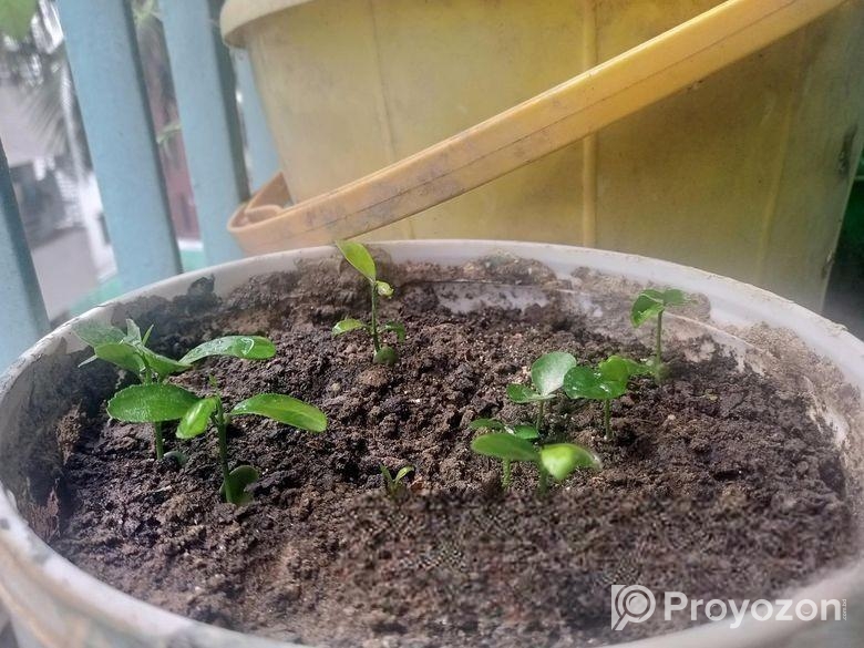 ঘরে তৈরী লেবু ও মাল্টার চারা!