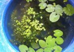 water lily