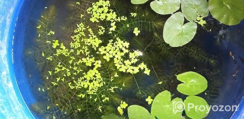 water lily