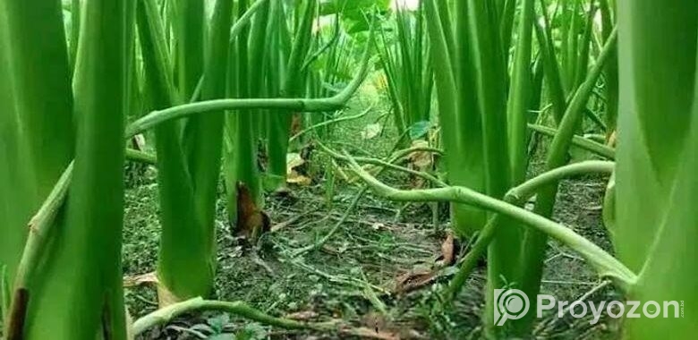 লতিরাজ কচুর চারা