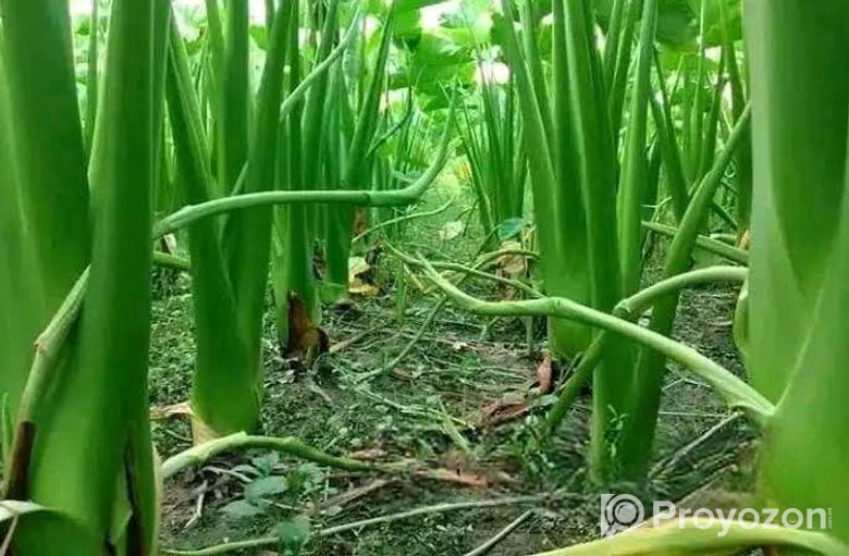 লতিরাজ কচুর চারা