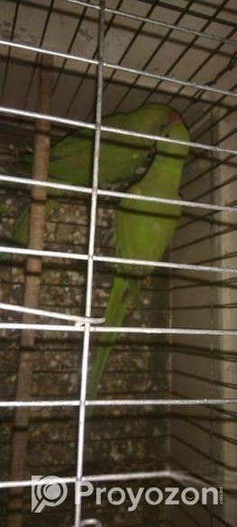 একজোড়া ইন্ডিয়ান রিংনেট টিয়া