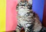 Pursian Cat