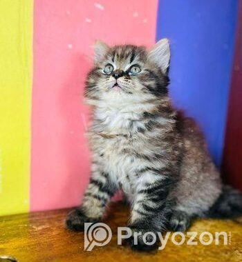 Pursian Cat