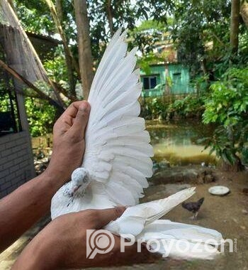এক জোড়া গিরিবাজ কবুতর