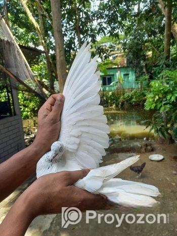 এক জোড়া গিরিবাজ কবুতর