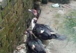চিনা হাস