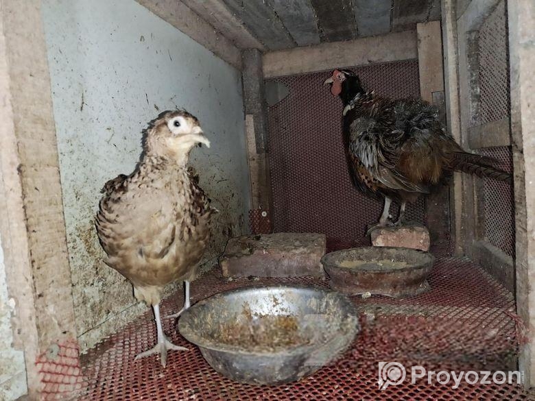 সম্পুর্ন সুস্থ রিং নেট ফিসেনট