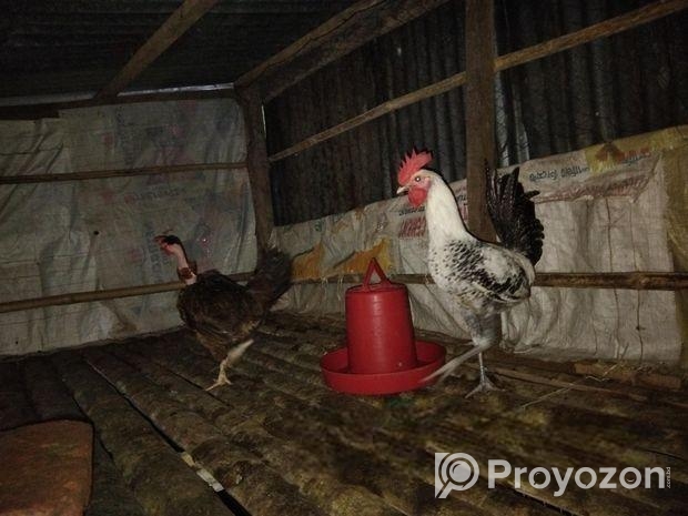 ফাওমি মুরগী ও দেশি বিক্রি করবো