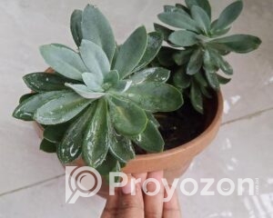 fitted-70_2025-08-26_17-41-33-1