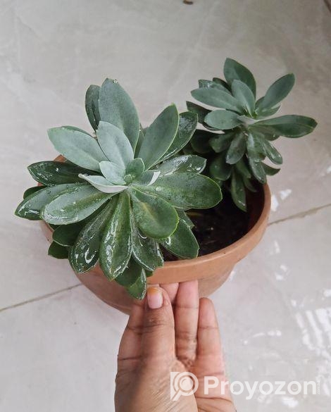 সাকুলেন্ট