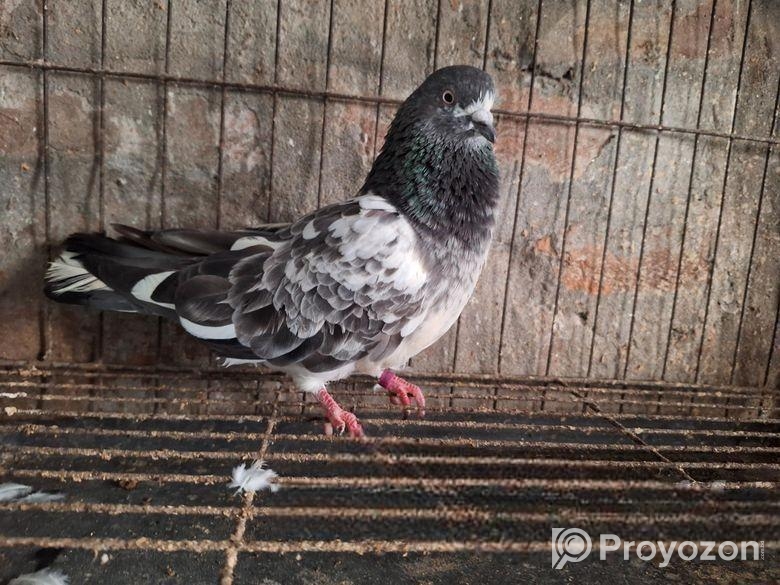 বাঞ্জা গিরিবাজ বাঘা Banja