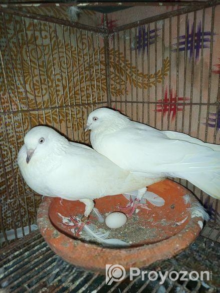 কালদম কবুতর