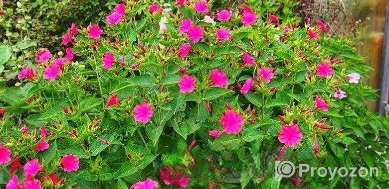 সন্ধ্যামালতী ফুলগাছ