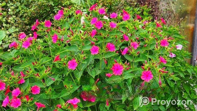 সন্ধ্যামালতী ফুলগাছ