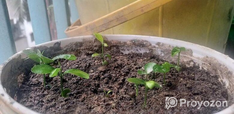 ঘরে তৈরী লেবু ও মাল্টার চারা!