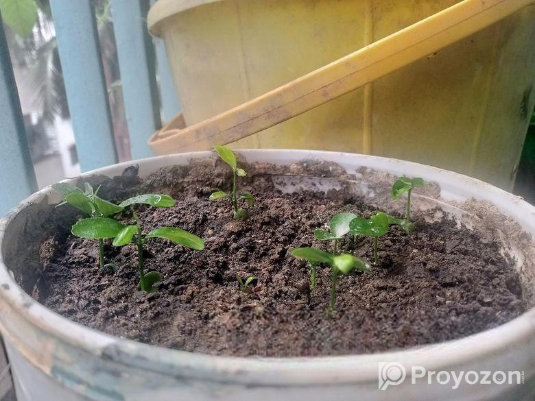 ঘরে তৈরী লেবু ও মাল্টার চারা!