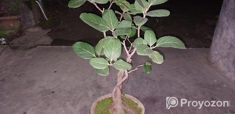 বনসাই
