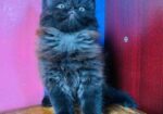 Pursian Cat
