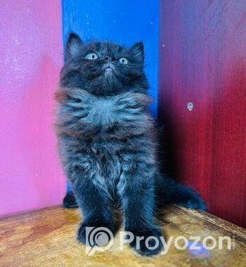 Pursian Cat