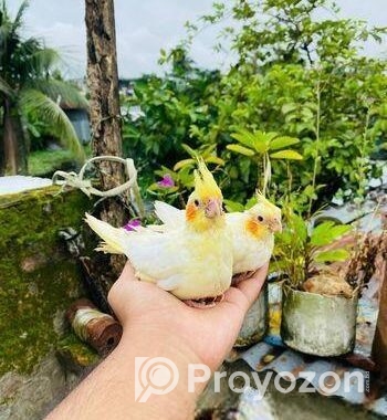 লুটিনো ককাটেল বেবি