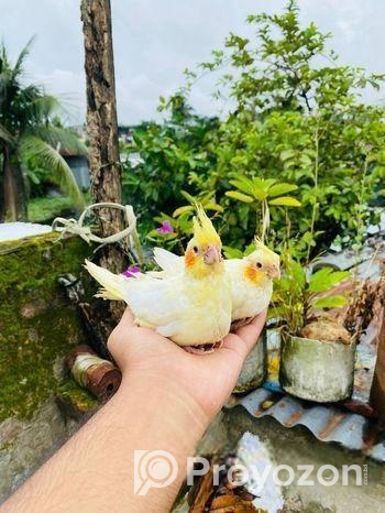 লুটিনো ককাটেল বেবি