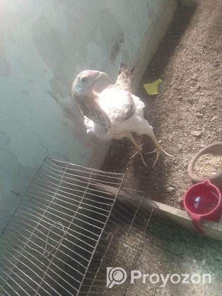 ASEEL MURGI AND MOROG