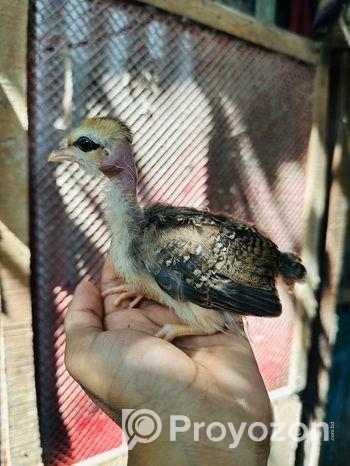 দেশি মুরগির বাচ্চা