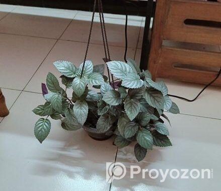 Purple Passion/Velvet Plant