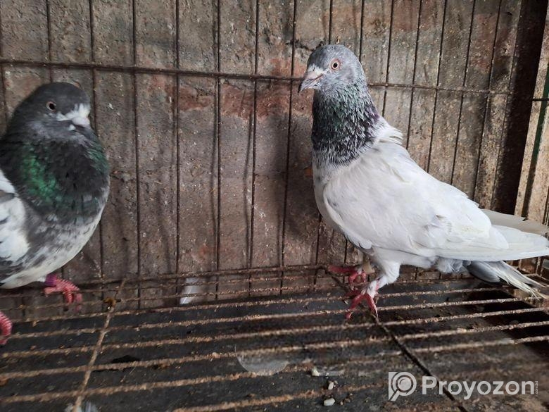 বাঞ্জা গিরিবাজ বাঘা Banja