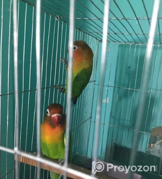 লাভ বার্ড গ্রীন ফিসার