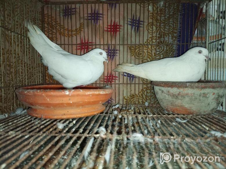 কালদম কবুতর