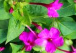 সন্ধ্যামালতী ফুলগাছ