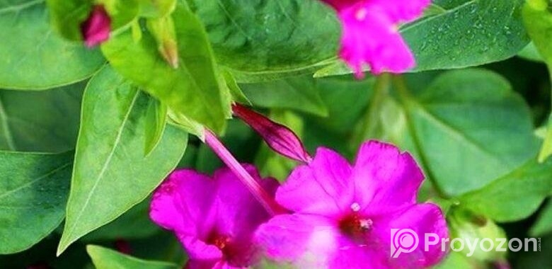সন্ধ্যামালতী ফুলগাছ