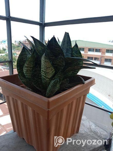 গাছ ও টপ