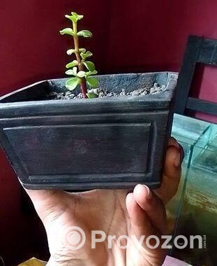 Beautiful Plants